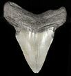 Bargain, Juvenile Megalodon Tooth #48206-1